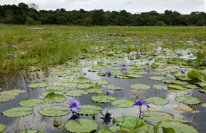 wetland-1